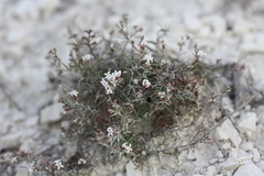 Asperula tephrocarpa