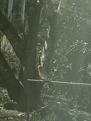 Haemorhous mexicanus