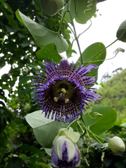 Passiflora seemannii