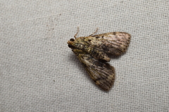 Trichotophysa jucundalis