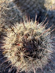 Mammillaria hutchisoniana hutchisoniana