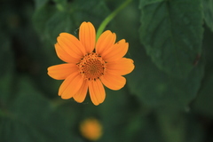 Heliopsis annua