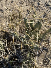 Cylindropuntia tesajo