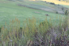 Artemisia salsoloides