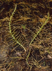 Asparagus horridus
