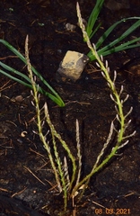 Asparagus horridus