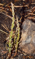 Asparagus horridus