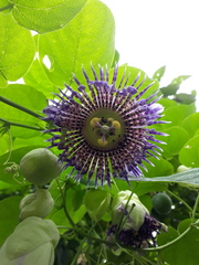 Passiflora seemannii
