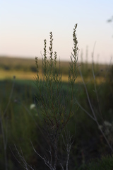 Artemisia salsoloides
