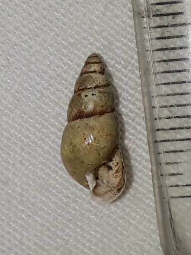 Leptinaria