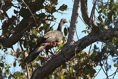 Penelope ochrogaster