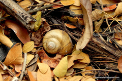 Pila virens