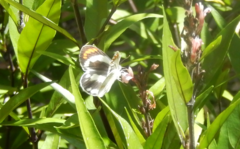 Colotis euippe omphale