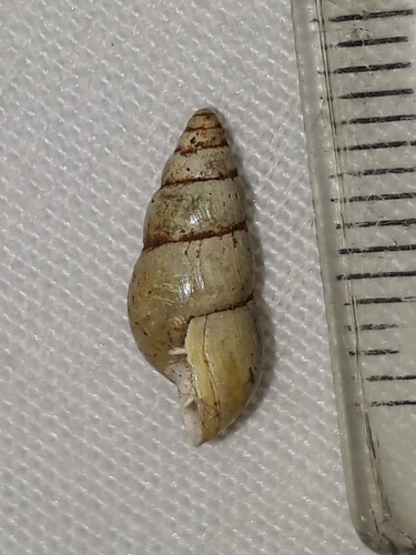 Leptinaria