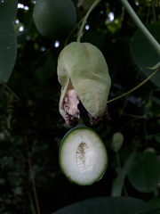 Passiflora seemannii