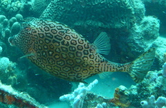 Acanthostracion polygonium