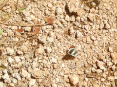 Colotis euippe omphale