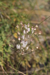 Allium inaequale