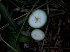 Passiflora seemannii