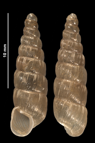 Wall Snail