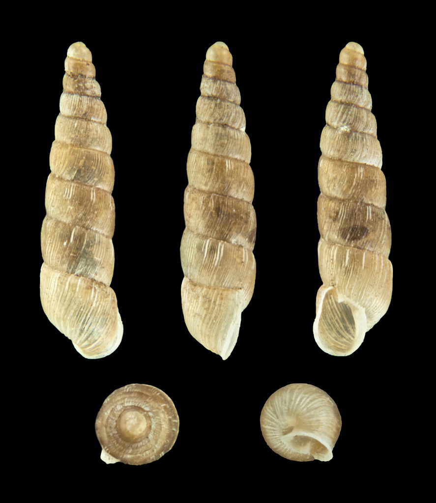 Tree Snail