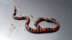 Micrurus altirostris