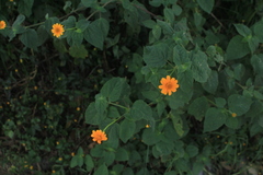 Heliopsis annua