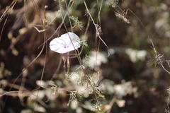 Ipomoea perpartita