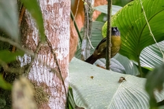 Mitrospingus cassinii