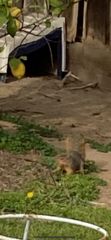 Sciurus niger