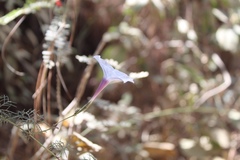 Ipomoea perpartita