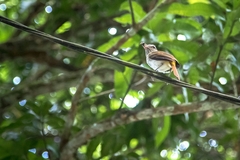 Attila spadiceus