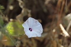 Ipomoea perpartita