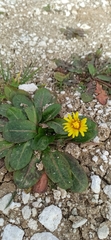 Taraxacum obovatum