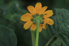 Heliopsis annua