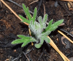 Teucrium pseudochamaepitys