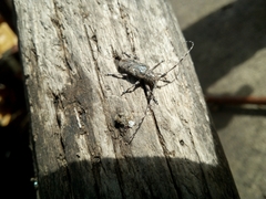 Mesosa nebulosa