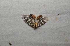 Callabraxas compositata