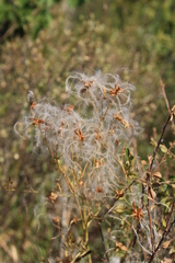 Clematis lathyrifolia