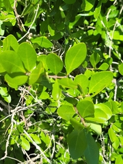 Forestiera segregata
