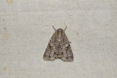 Acronicta albistigma