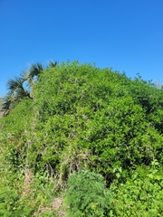 Forestiera segregata