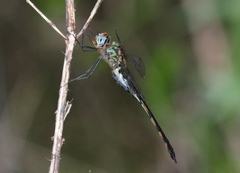 Hemicordulia africana