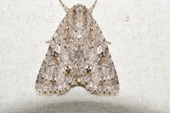 Acronicta albistigma