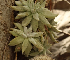 Echeveria tolimanensis