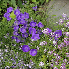 Campanula carpatica