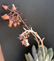 Echeveria tolimanensis