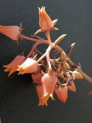 Echeveria tolimanensis