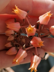Echeveria tolimanensis