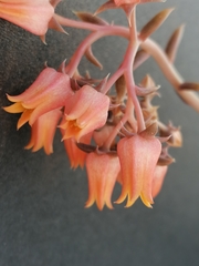 Echeveria tolimanensis